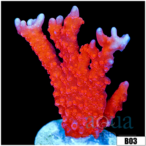 Red Montipora DIgitata