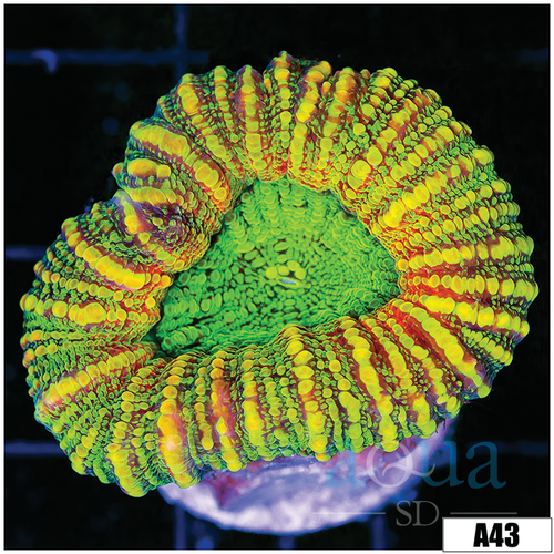 ASD Holy Grail Lobophyllia