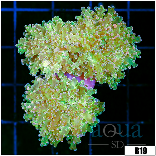 Avocado Frogspawn