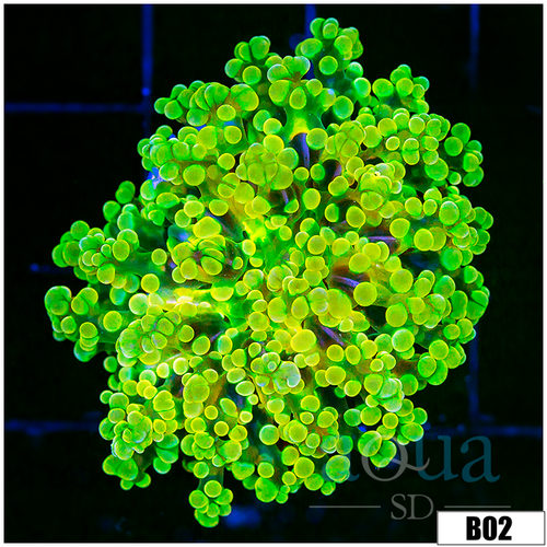 Full Nuclear Frogspawn