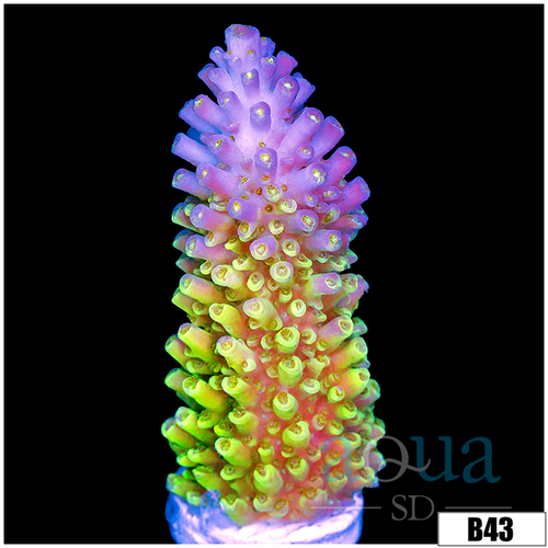 ASD Galaxy Acropora