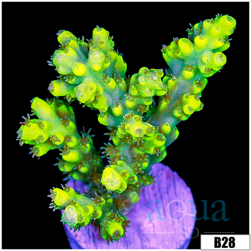 Candlelight Tort Acropora