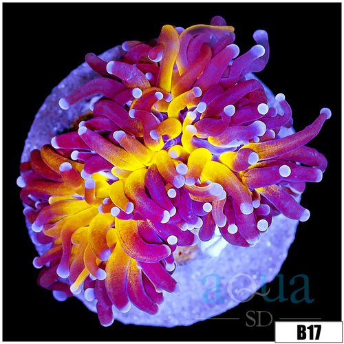 Indo Purple Tiger Torch