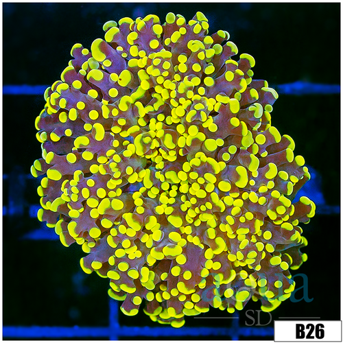 Nuclear Tips Frogspawn