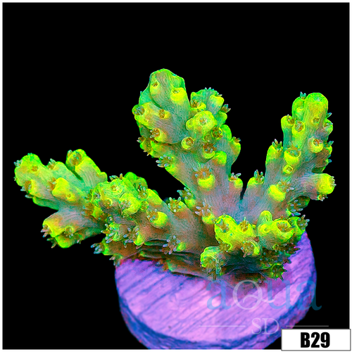 Candlelight Tort Acropora
