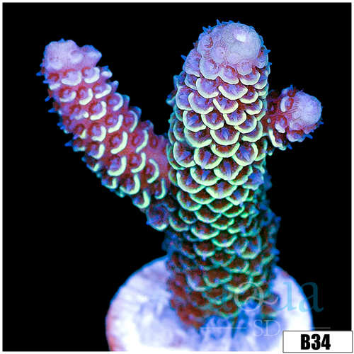 ASD Prism Acropora Spathula