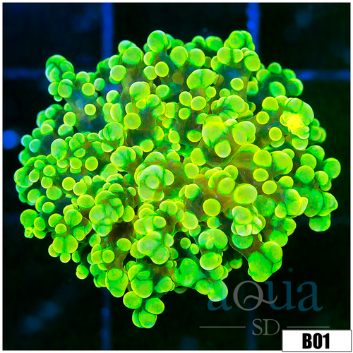 Full Nuclear Frogspawn