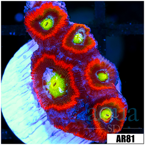 Aussie Devil Eyes Acan Lord