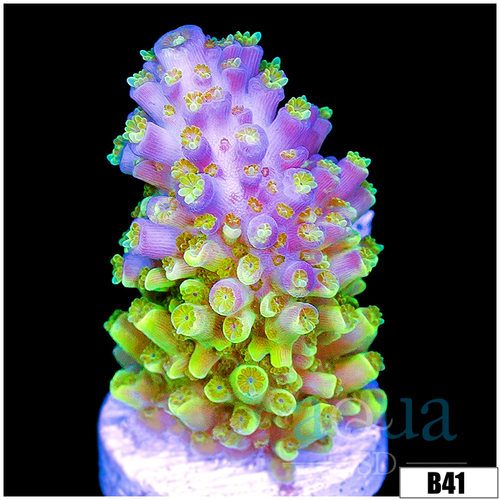 ASD Galaxy Acropora