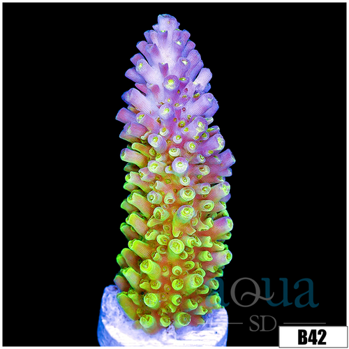 ASD Galaxy Acropora