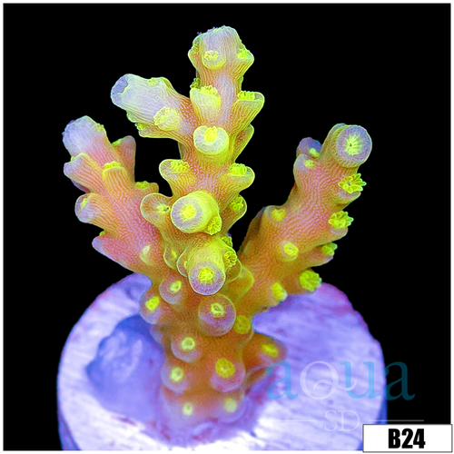 Lemon Candlelight Tort Acropora