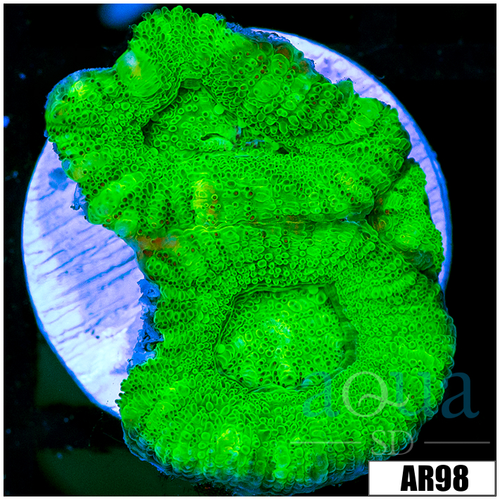 Aussie Neon Acan Lord