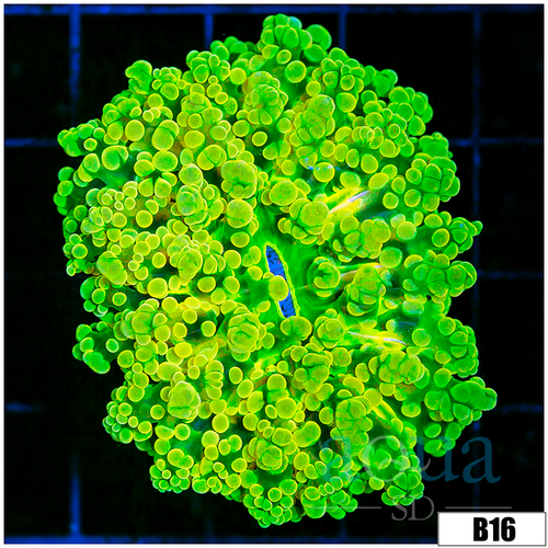 Full Nuclear Frogspawn