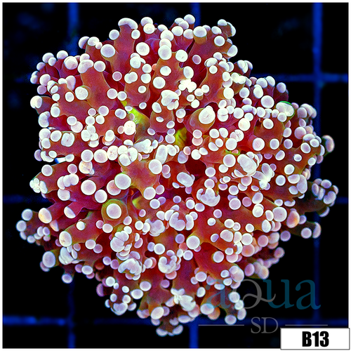 Indo Peach Frogspawn