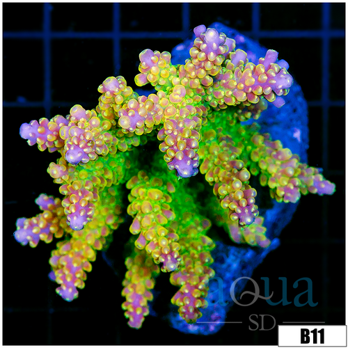 Indo Cultured Paletta Pink Tips Acropora Colony