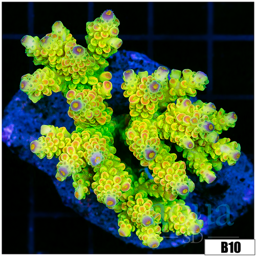 Indo Neon Bottlebrush Acro Colony