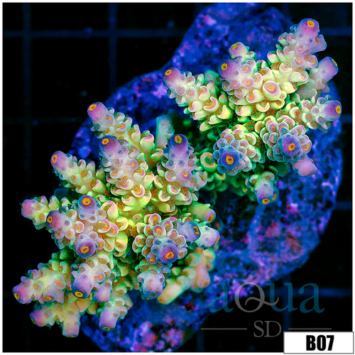 Indo Cultured Rainbow Tenuis Acropora