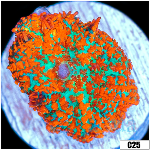 Ultra Flamethrower Rhodactis Mushroom