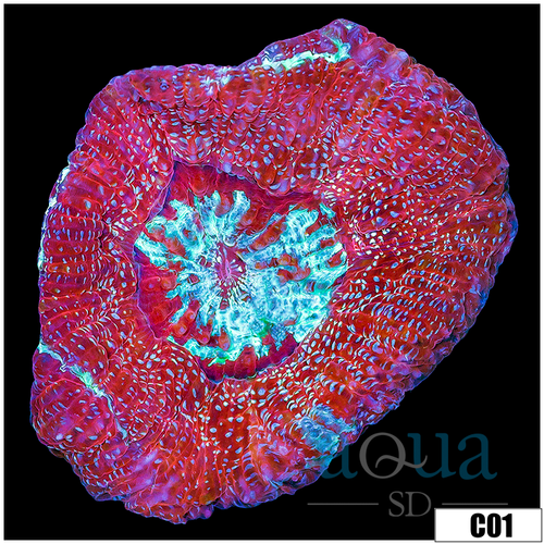 Sparkling Acan Bowerbanki