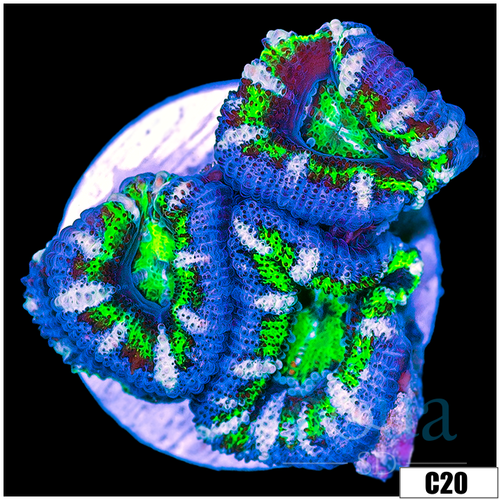 Striped UFO Acan Lord