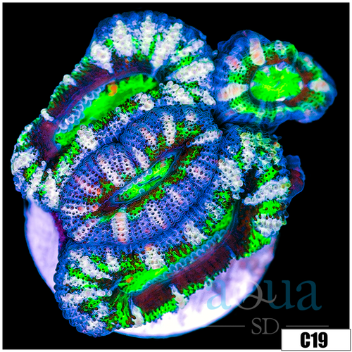 Striped UFO Acan Lord