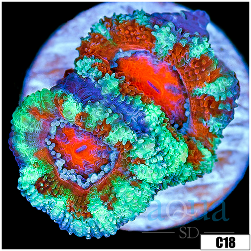 Teal Peppermint Acan Lord