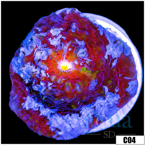 ASD Storm Chaser Chalice