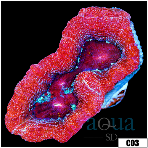 Sparkling Acan Bowerbanki