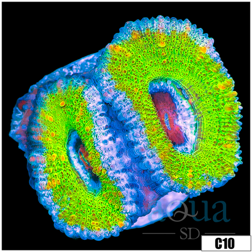 Striped Slime Acan Lord
