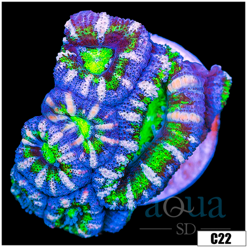 Striped UFO Acan Lord