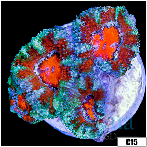 Teal Peppermint Acan Lord