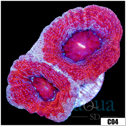 Sparkling Acan Bowerbanki