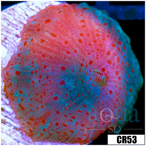 Blue Discosoma Mushroom