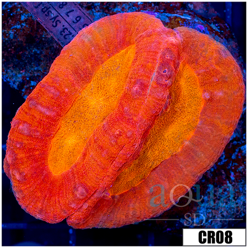 Indo Cultured Lobophyllia