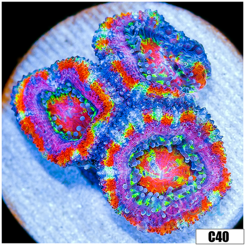 Aussie Aquacultured Rainbow Acan Lord