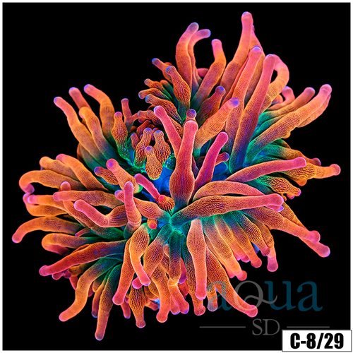 ASD Large Homegrown Rainbow Bubble Tip