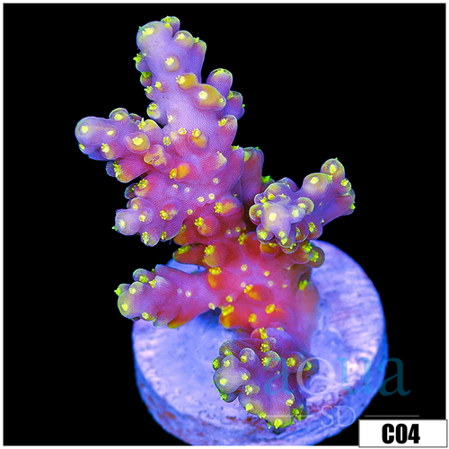 Candlelight Tort Acropora