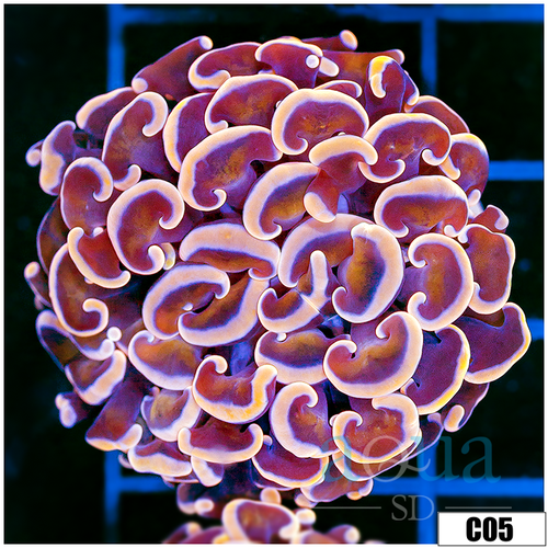 Monsoon Aquacultured Pink Dragon Scale Hammer