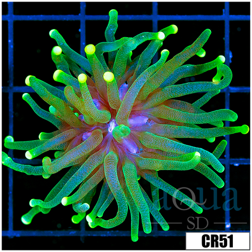 Indo Yellow Tipped Torch