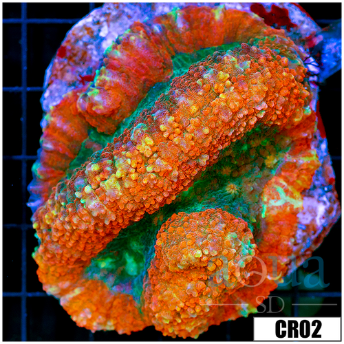 Indo Cultured Lobophyllia