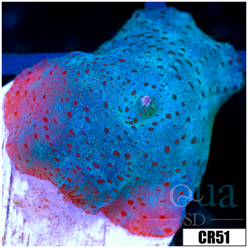 Blue Discosoma Mushroom