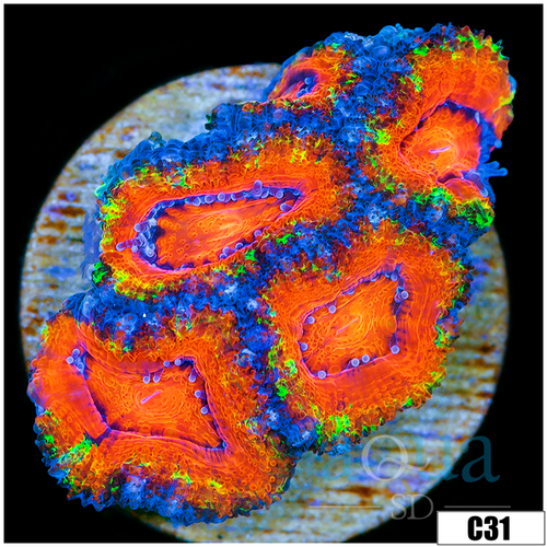 Aussie Aquacultured Rainbow Acan Lord