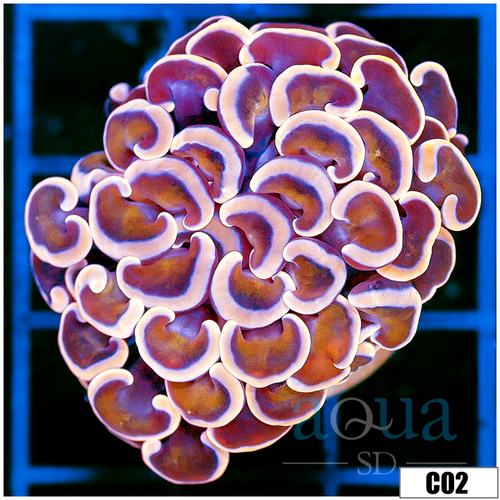 Monsoon Aquacultured Pink Dragon Scale Hammer