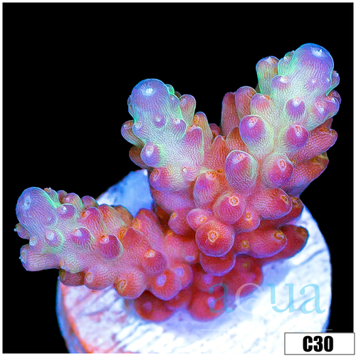 BC Unicorn Bubblebath Acropora