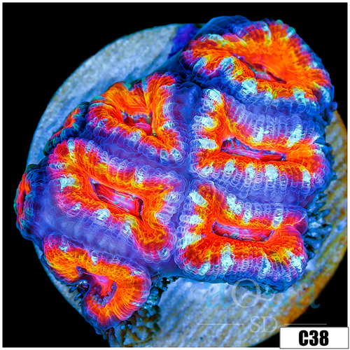 Aussie Aquacultured Rainbow Acan Lord