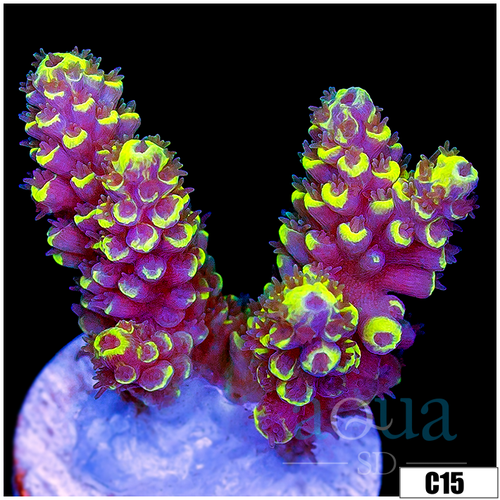 Wolverine Acropora