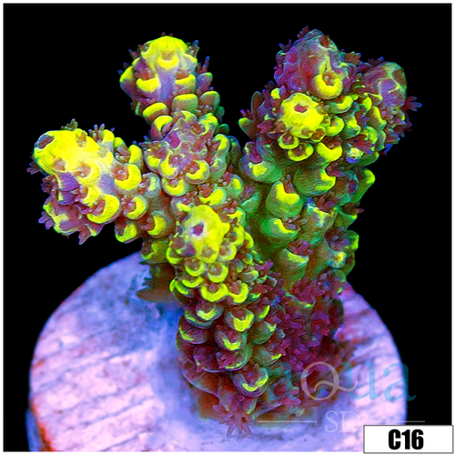 Wolverine Acropora