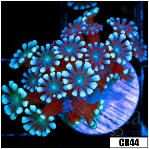Aussie Ice Petals Alveopora