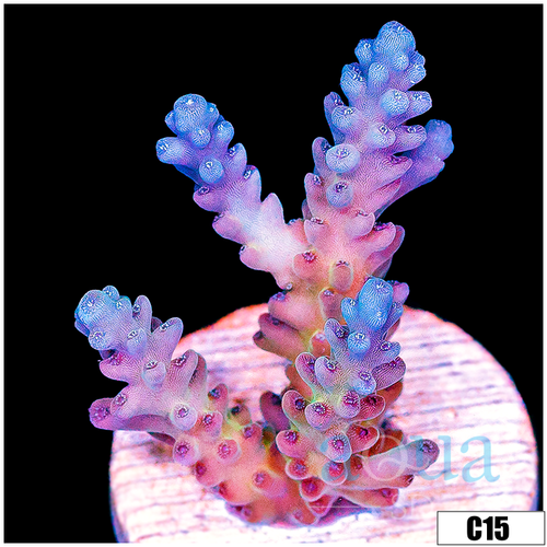 Monsoon Aquacultured Tenuis