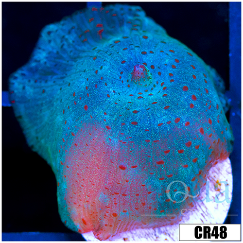 Blue Discosoma Mushroom